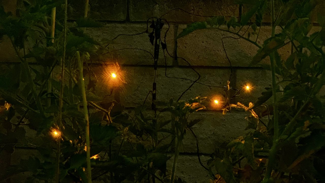 Warm Living Lights prototype nodes glowing among plants and branches at night